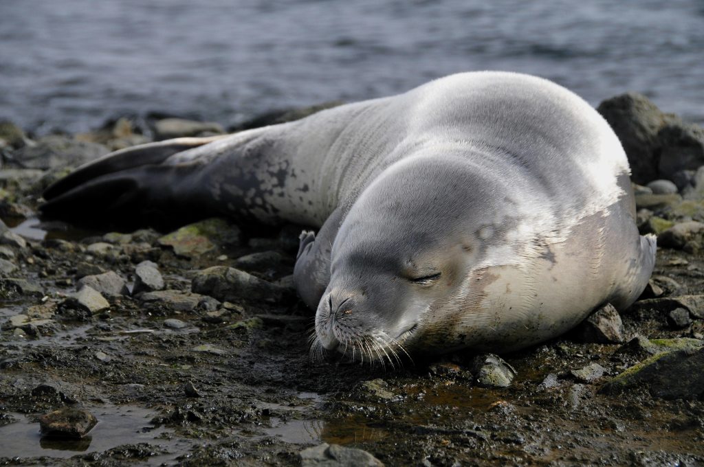 Can Films Like The Seventh Seal Be Understood by Modern Audiences