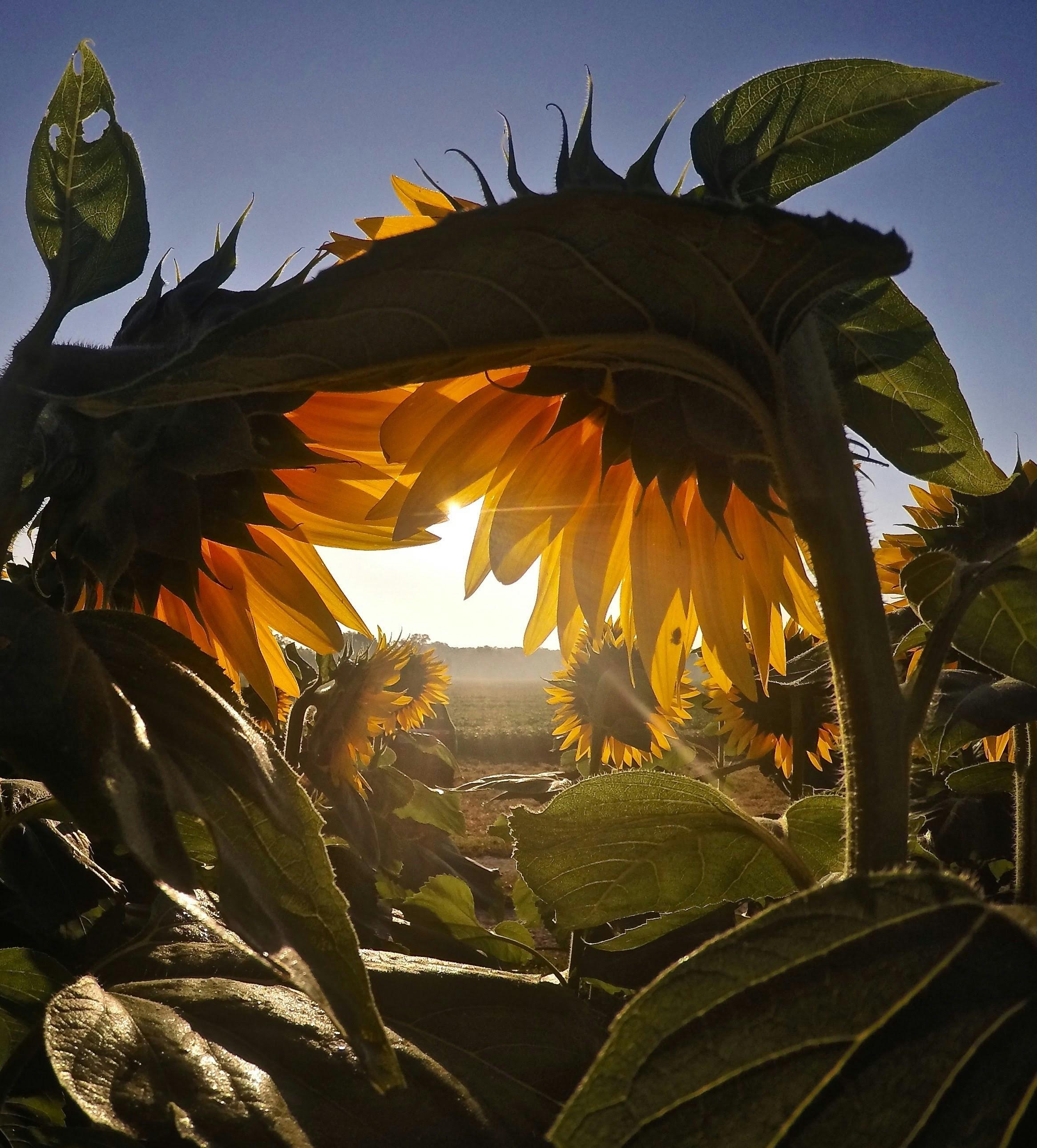 Crafting a Legacy: Lawrences Path to Critical Acclaim