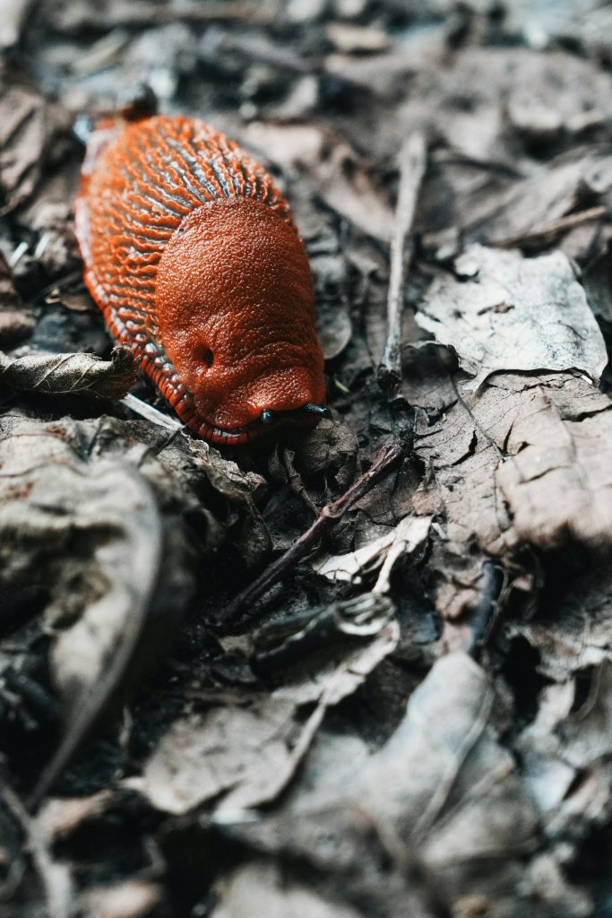 Is Parasite a Critique of Capitalism or a Warning to the Rich